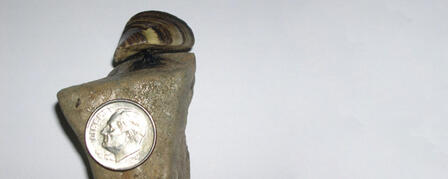ZEBRA MUSSELS FOUND IN CHASE STATE FISHING LAKE ZEBRA MUSSELS FOUND IN CHASE STATE FISHING LAKE