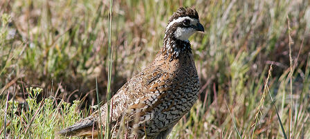 2018 Upland Bird Hunting Forecast Available Online 2018 Upland Bird Hunting Forecast Available Online
