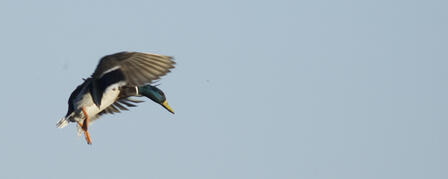 YOUTH WATERFOWL, LATE-MIGRATING DUCK SEASONS FLYING IN YOUTH WATERFOWL, LATE-MIGRATING DUCK SEASONS FLYING IN