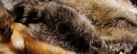 Fur Harvester Rendezvous Oct. 2-4 Fur Harvester Rendezvous Oct. 2-4