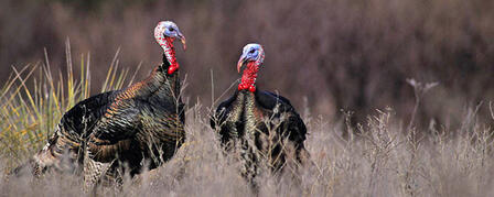 FALL TURKEY SEASON UNIQUE EXPERIENCE