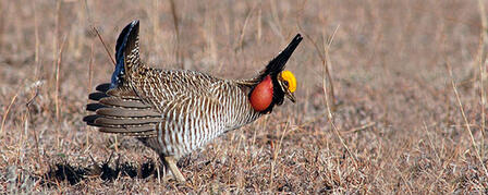 FIVE STATES SUBMIT FOURTH DRAFT OF LESSER PRAIRIE-CHICKEN CONSERVATION PLAN FIVE STATES SUBMIT FOURTH DRAFT OF LESSER PRAIRIE-CHICKEN CONSERVATION PLAN
