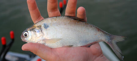 Partial Renovations Scheduled at Four State Fishing Lakes Partial Renovations Scheduled at Four State Fishing Lakes