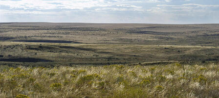 Easement To Protect Lesser Prairie Chickens in Kansas’ Shortgrass Prairie Easement To Protect Lesser Prairie Chickens in Kansas’ Shortgrass Prairie