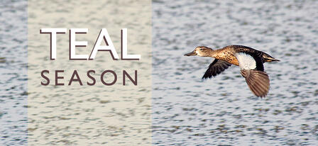 Teal Season On Its Way Teal Season On Its Way