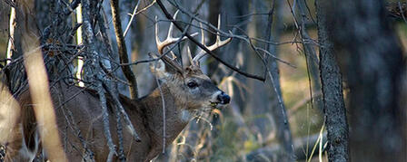 DEER SEASON DEBUTS WITH ARCHERY AND MUZZLELOADER DEER SEASON DEBUTS WITH ARCHERY AND MUZZLELOADER