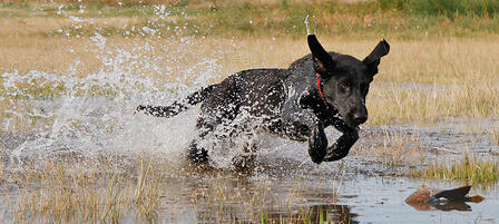 Recent Rains Bring Optimism For Teal Hunters Recent Rains Bring Optimism For Teal Hunters