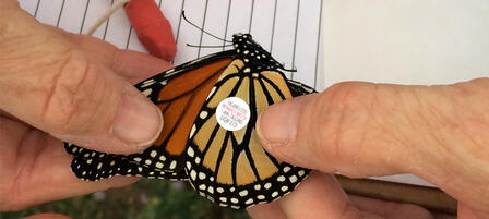 Soar Over to KWEC’s Butterfly Festival Soar Over to KWEC’s Butterfly Festival