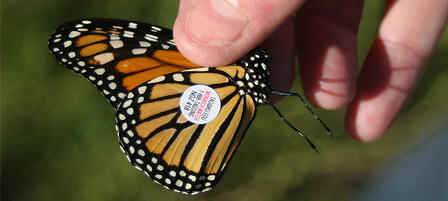 Soar Over to KWEC’s Butterfly Festival