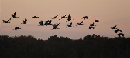 Quivira National Wildlife Refuge To Host Celebration of Cranes Nov. 3 Quivira National Wildlife Refuge To Host Celebration of Cranes Nov. 3