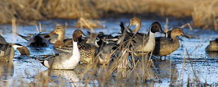 KANSAS WILDLIFE, PARKS AND TOURISM COMMISSION TO MEET AUGUST 1 KANSAS WILDLIFE, PARKS AND TOURISM COMMISSION TO MEET AUGUST 1