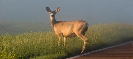 Watch For Deer on Roadways Watch For Deer on Roadways