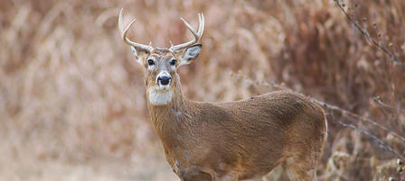 Kansas’ Firearm Deer Season Underway Kansas’ Firearm Deer Season Underway