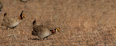 LESSER PRAIRIE-CHICKEN ADDED TO FEDERAL LIST OF THREATENED SPECIES LESSER PRAIRIE-CHICKEN ADDED TO FEDERAL LIST OF THREATENED SPECIES