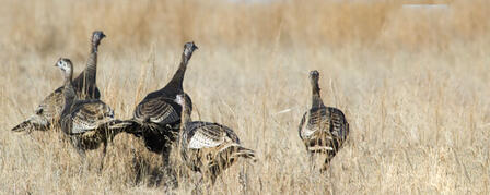 FALL TURKEY SEASON OPENS OCTOBER 1 FALL TURKEY SEASON OPENS OCTOBER 1