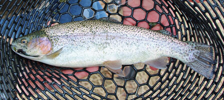 Trout Season Opens November 1 at Most Trout Waters