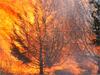 Burning Cedar