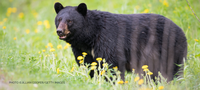 A black bear standing in a field of grass and wildflowers.