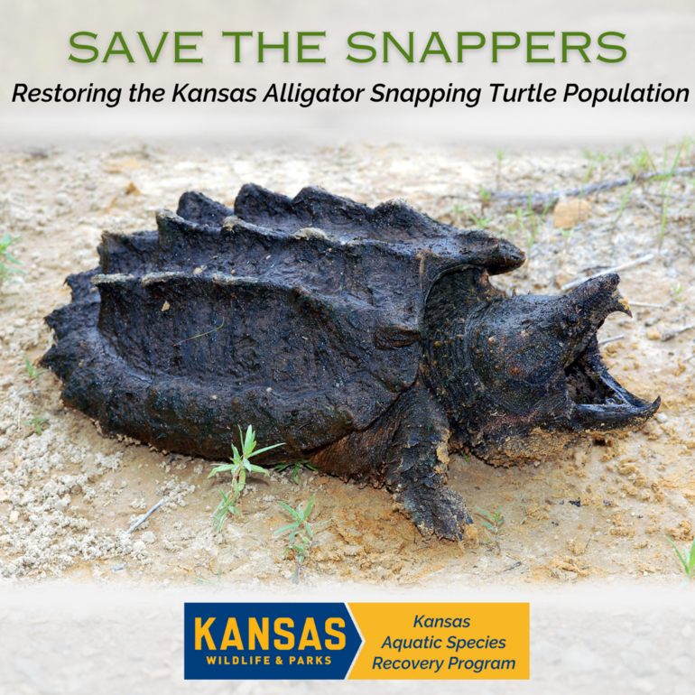 Alligator Snapping Turtle Reintroduction