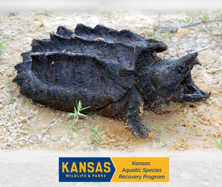 Alligator Snapping Turtle Reintroduction