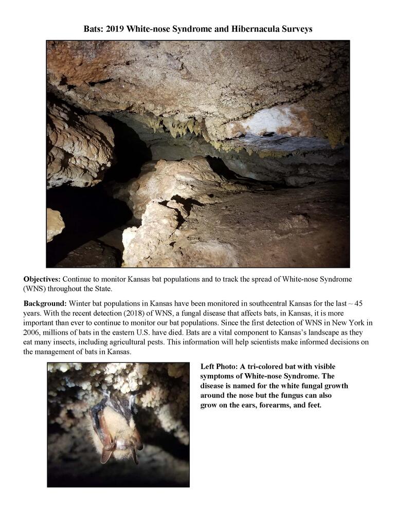 Bats Report_Page_1