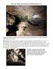 Bats Report_Page_1