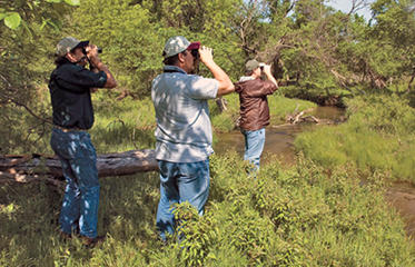 Birding Big Year Contest