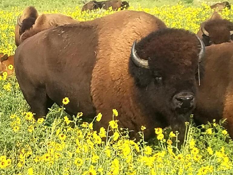 bisonSale