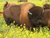 bisonSale