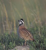 Bobwhite