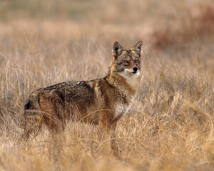 Coyote