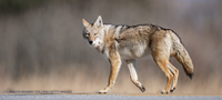 A coyote crossing the road in front of a blurry background.