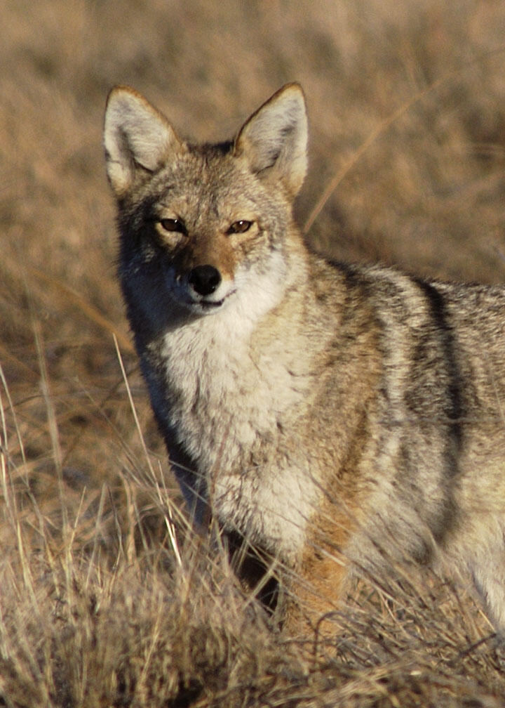 coyotejava2