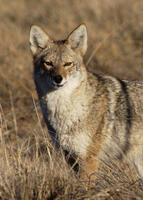 coyotejava2