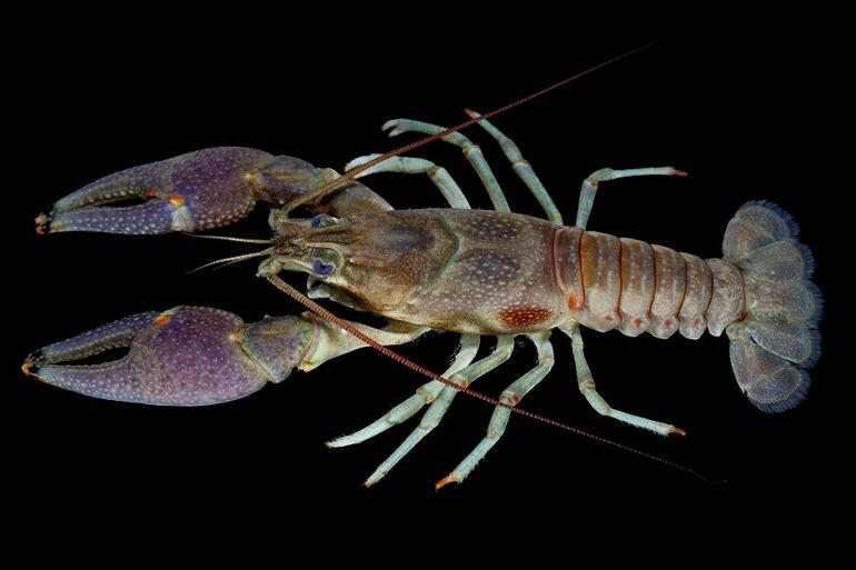 crayfish