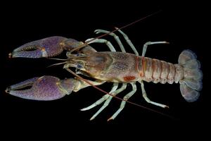 crayfish
