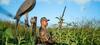 A man in camouflage stands in tall grass next to a dove decoy, blending into the natural surroundings
