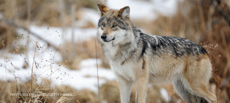 A gray wolf standing in the snow and dried grass.