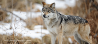 A gray wolf standing in the snow and dried grass.
