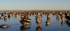 A flock of greater white-fronted geese standing in a pool of water at Cheyenne Bottoms in central Kansas.