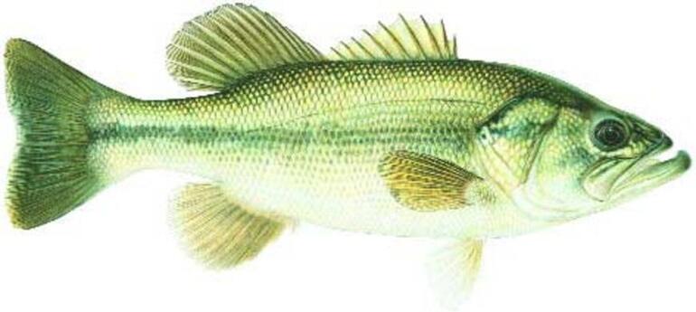 LARGEMOUTH-BASS_gallery