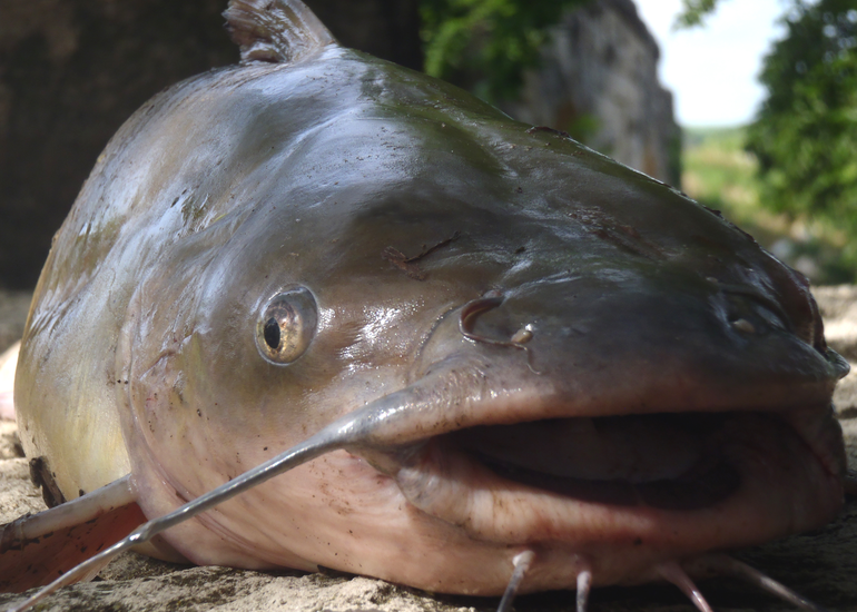 P6260243_Urban_Catfish_Stocking