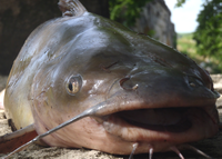 P6260243_Urban_Catfish_Stocking