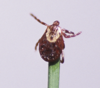 Tick Photo