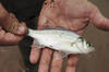 White Perch in Hand