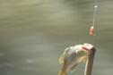 Intro to Fishing 6