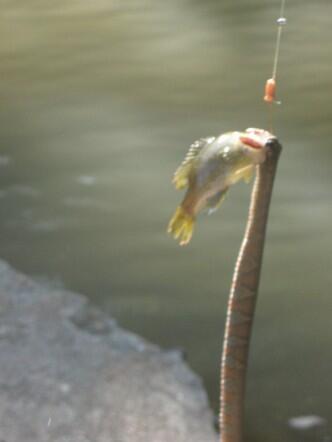 Intro to Fishing 6