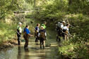 Stream Ecology