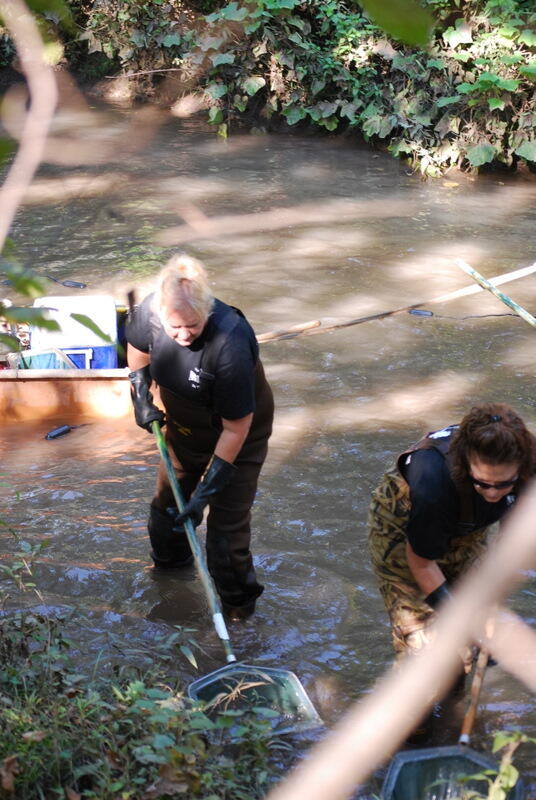 Stream Ecology 6