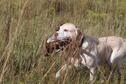 Advanced Pheasant Hunt8